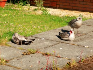 baby gulls