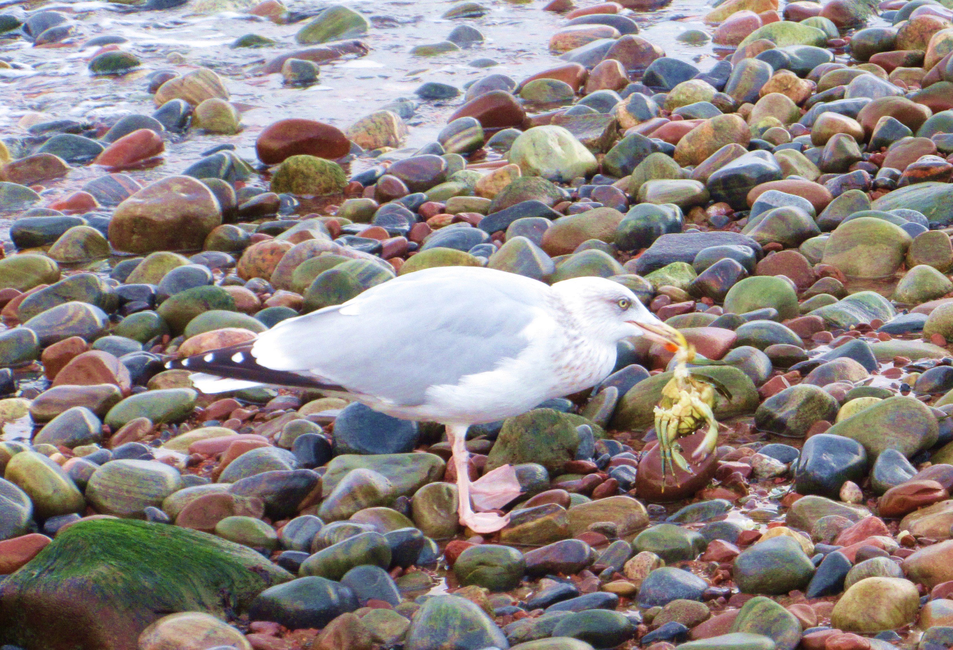 seagull eating crab