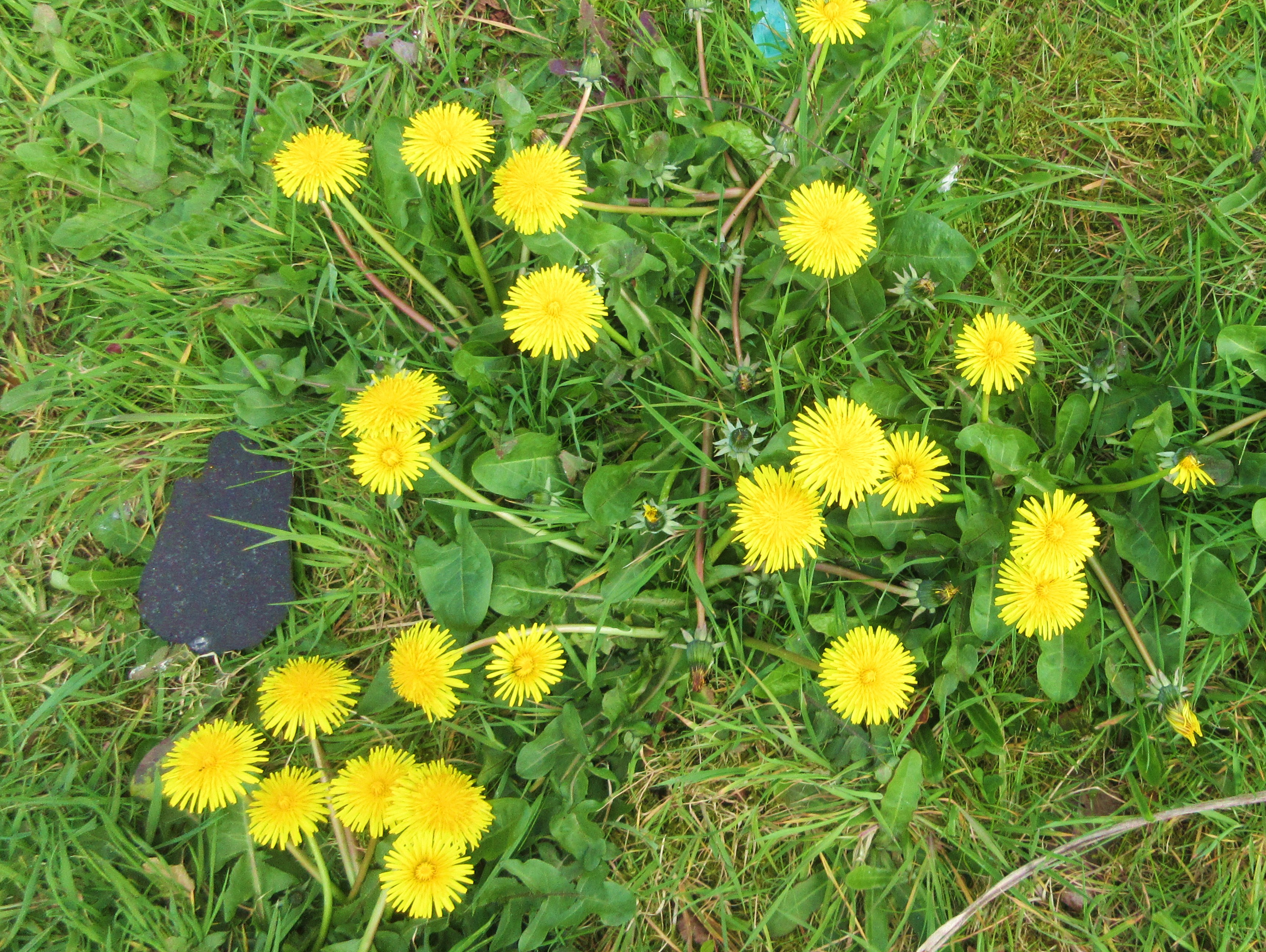 blog dandlions necessary pride &amp; tenacity