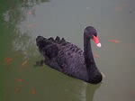 black swan