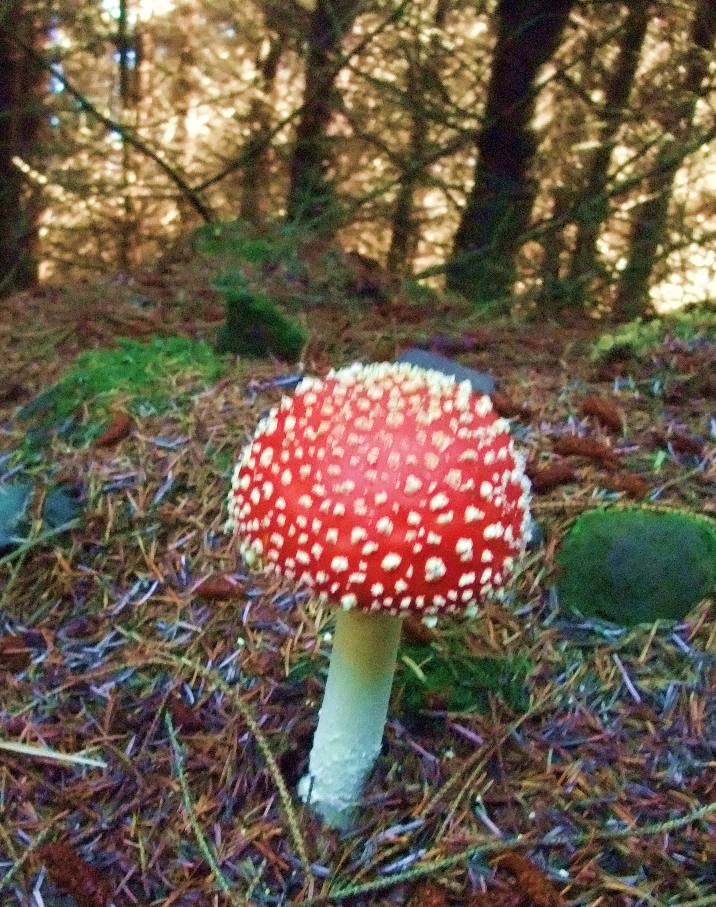red mushroom
