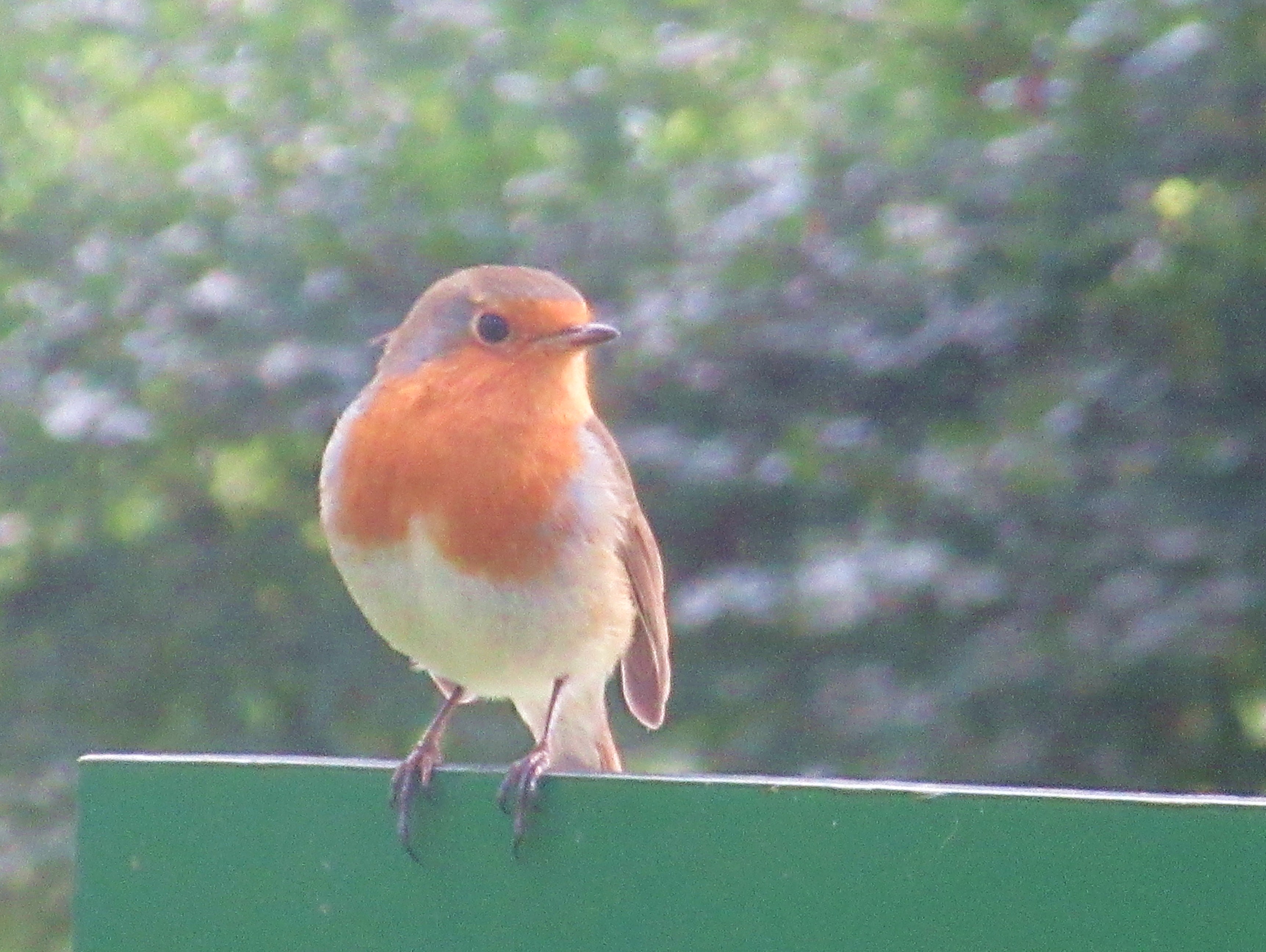 Scotland robin