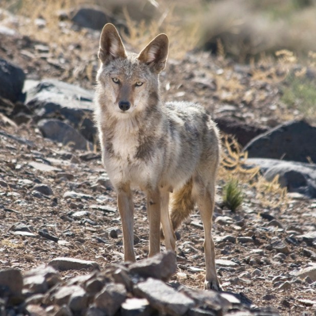 blog coyote