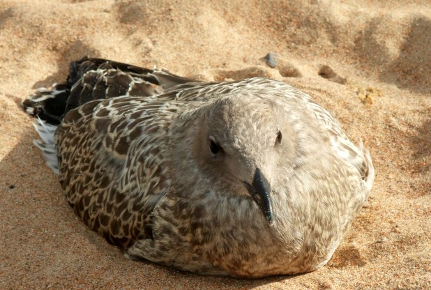baby gull