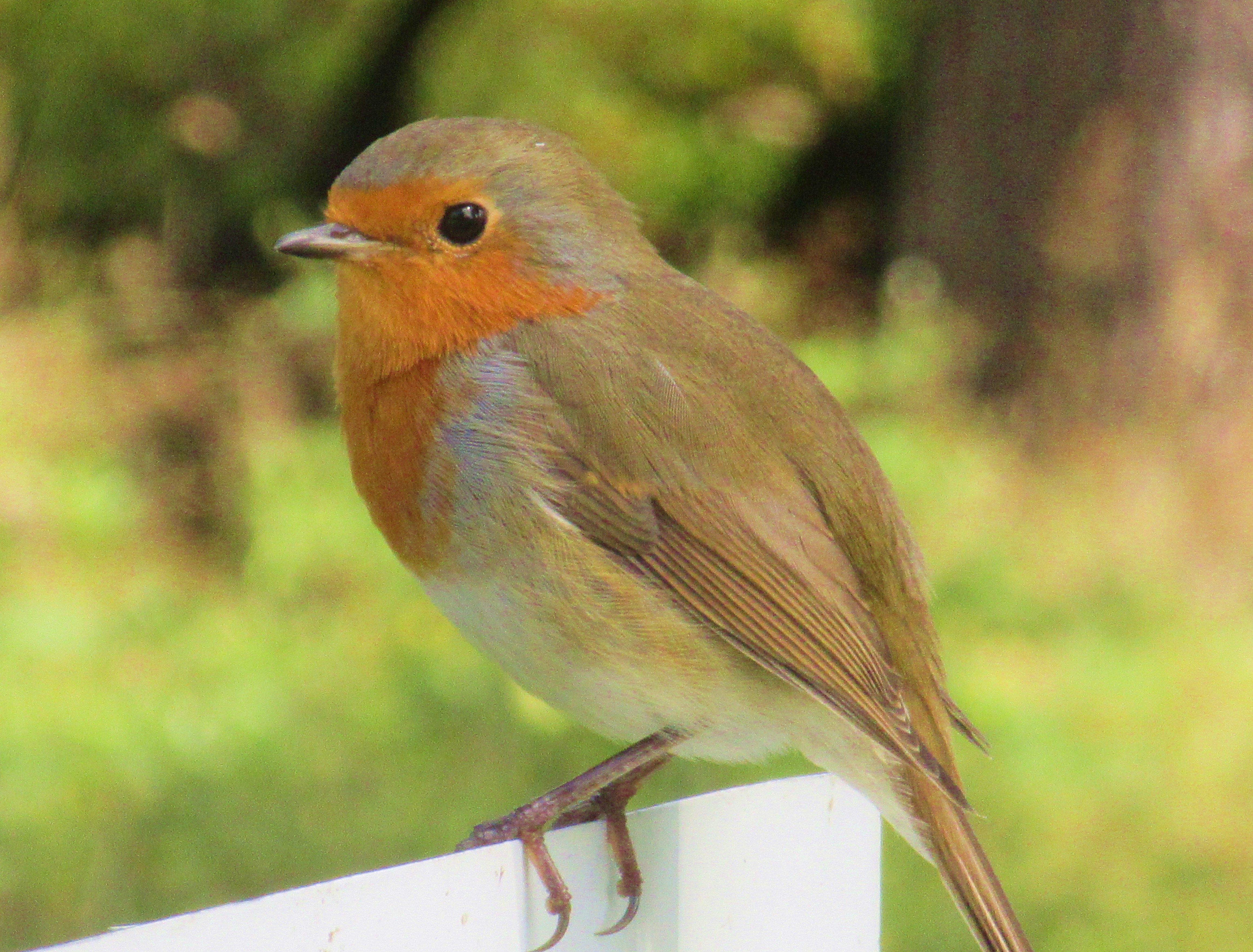 Scotland robin #2