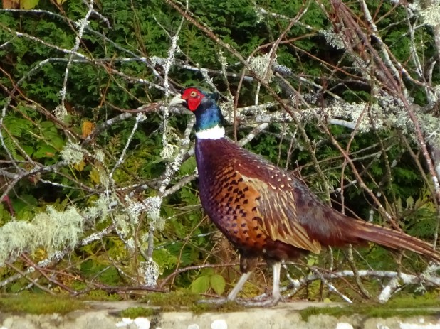 blog pheasant