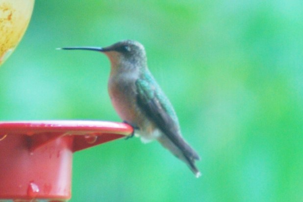 humming bird