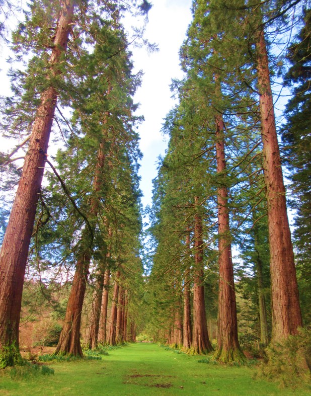 BG redwoods