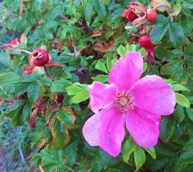 pink rose &amp; rose hips