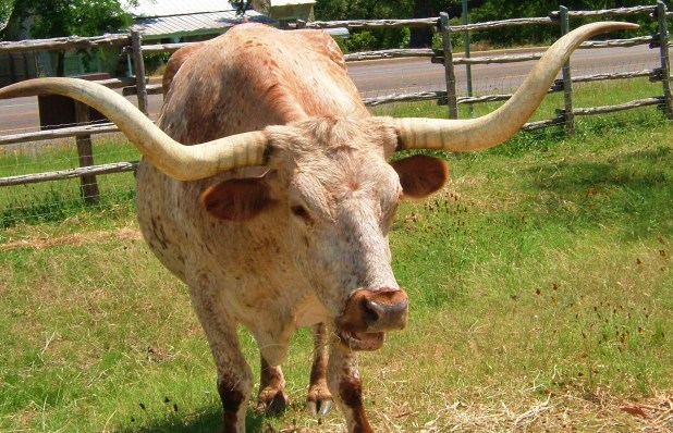 TX longhorn
