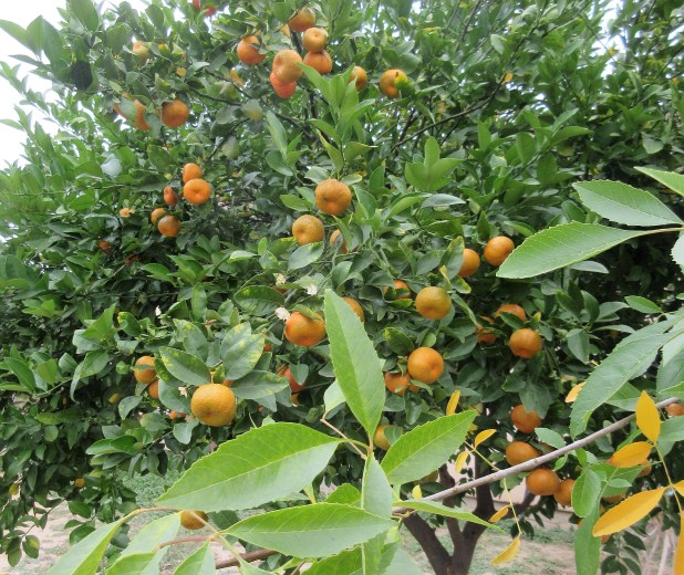 fruit tree TX
