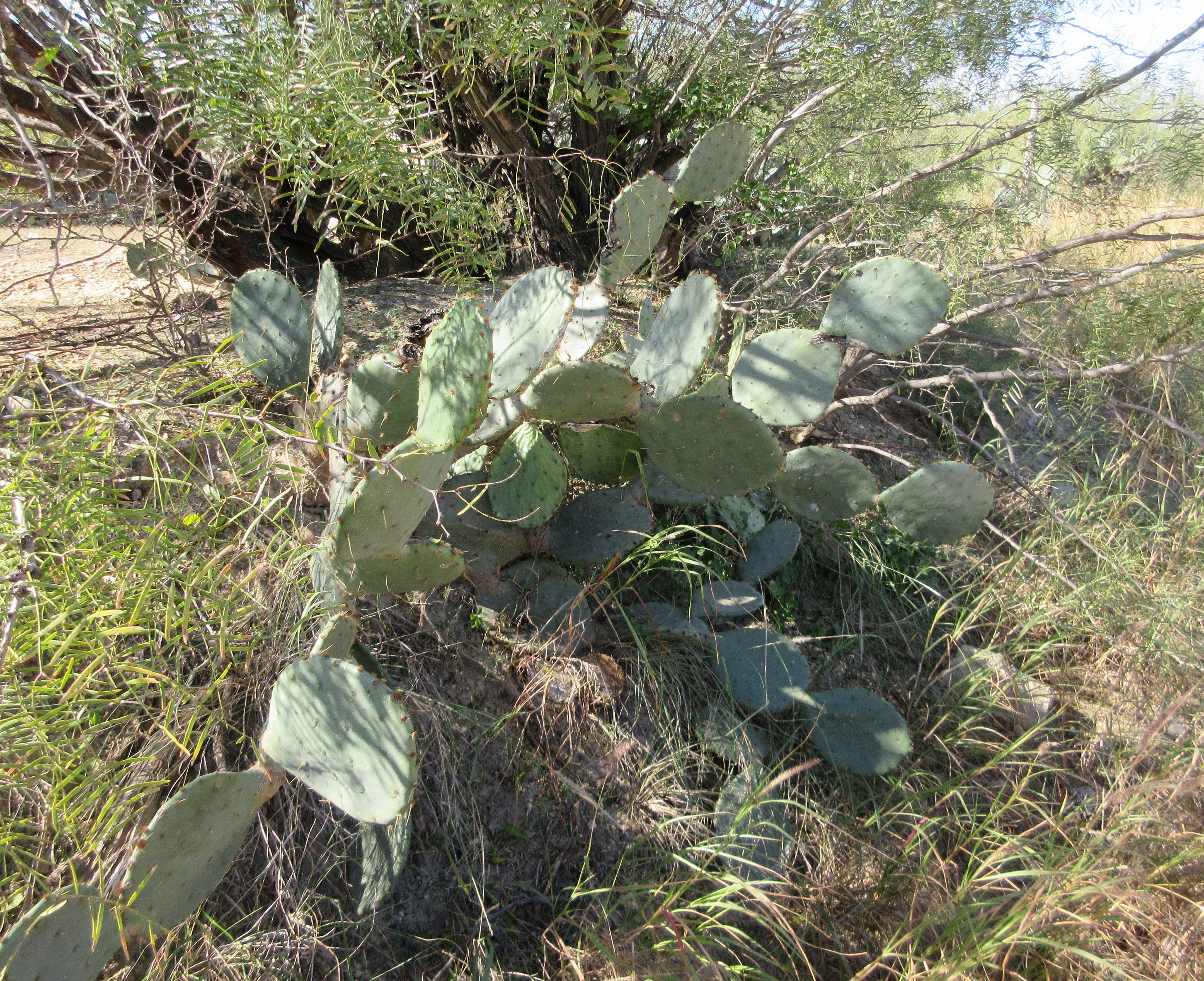 prickly pear laredo