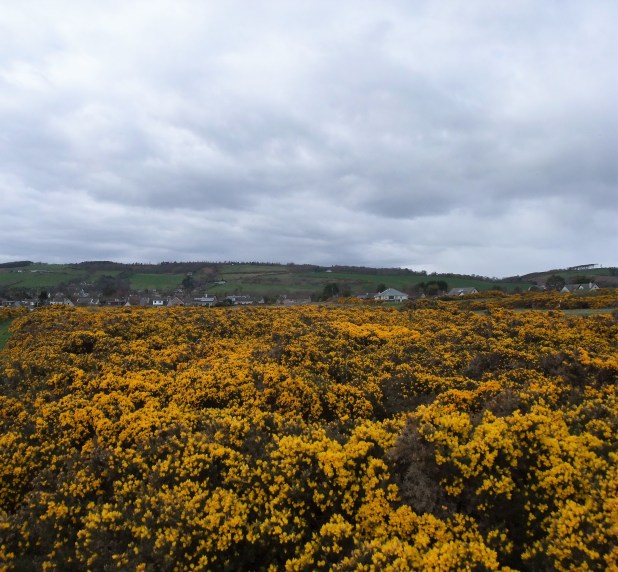 pirate hole murder gorse and houses
