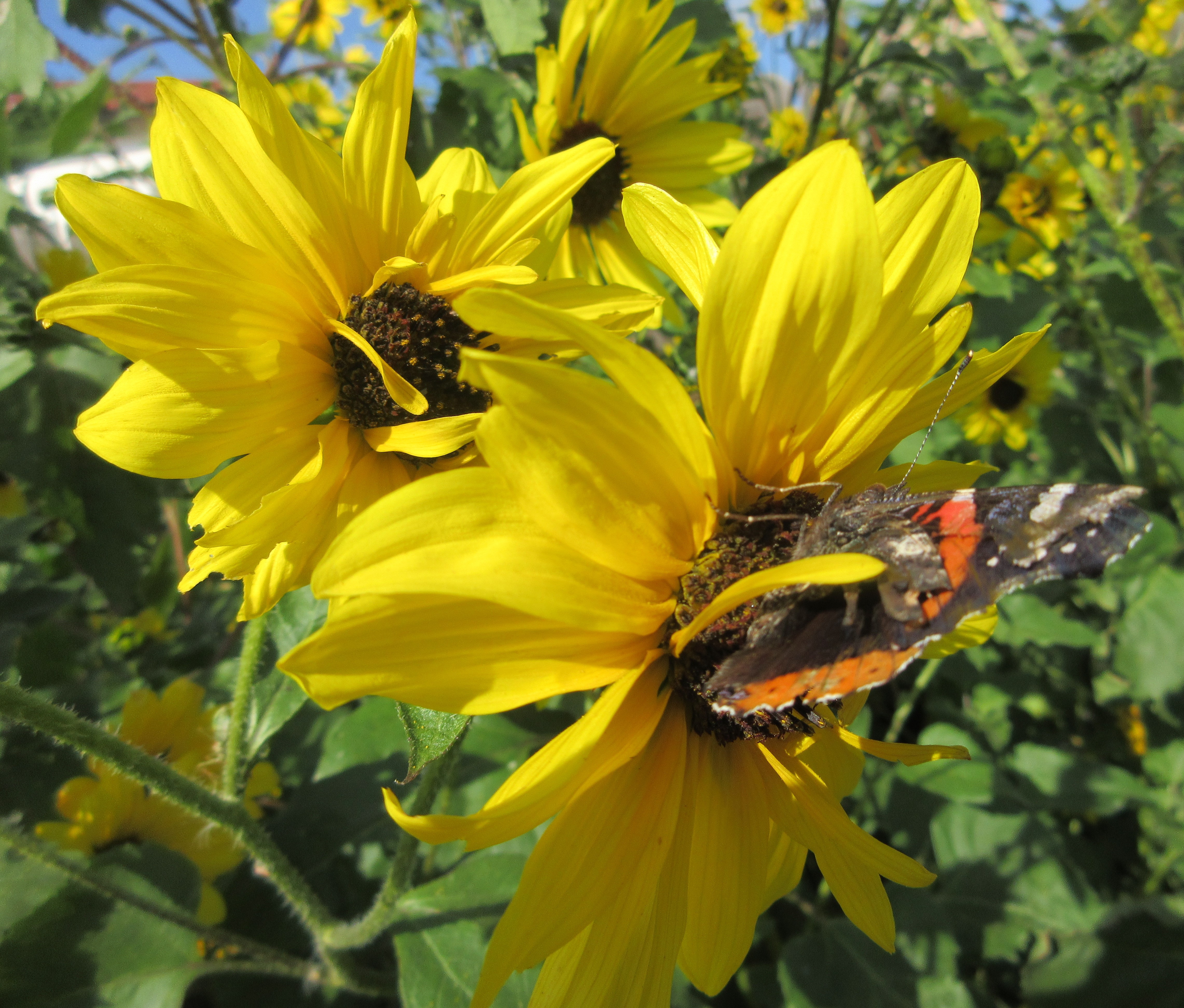 sunflowers and butterfly laredo december