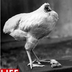 11236435_957035944328026_7804502753530423158_n