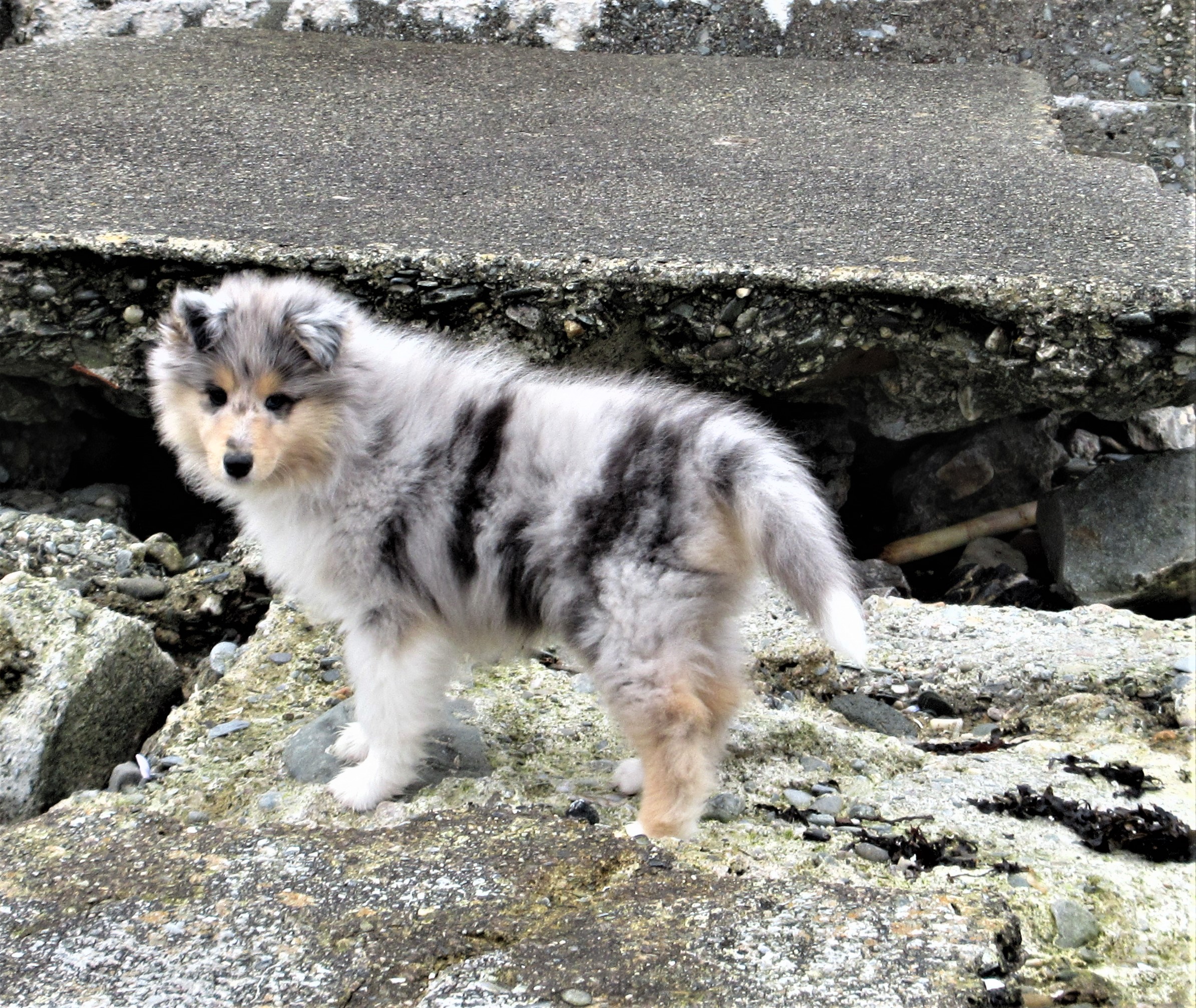 savannah on concrete