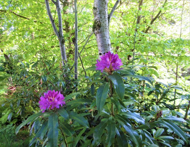 aspin tree &amp; purple