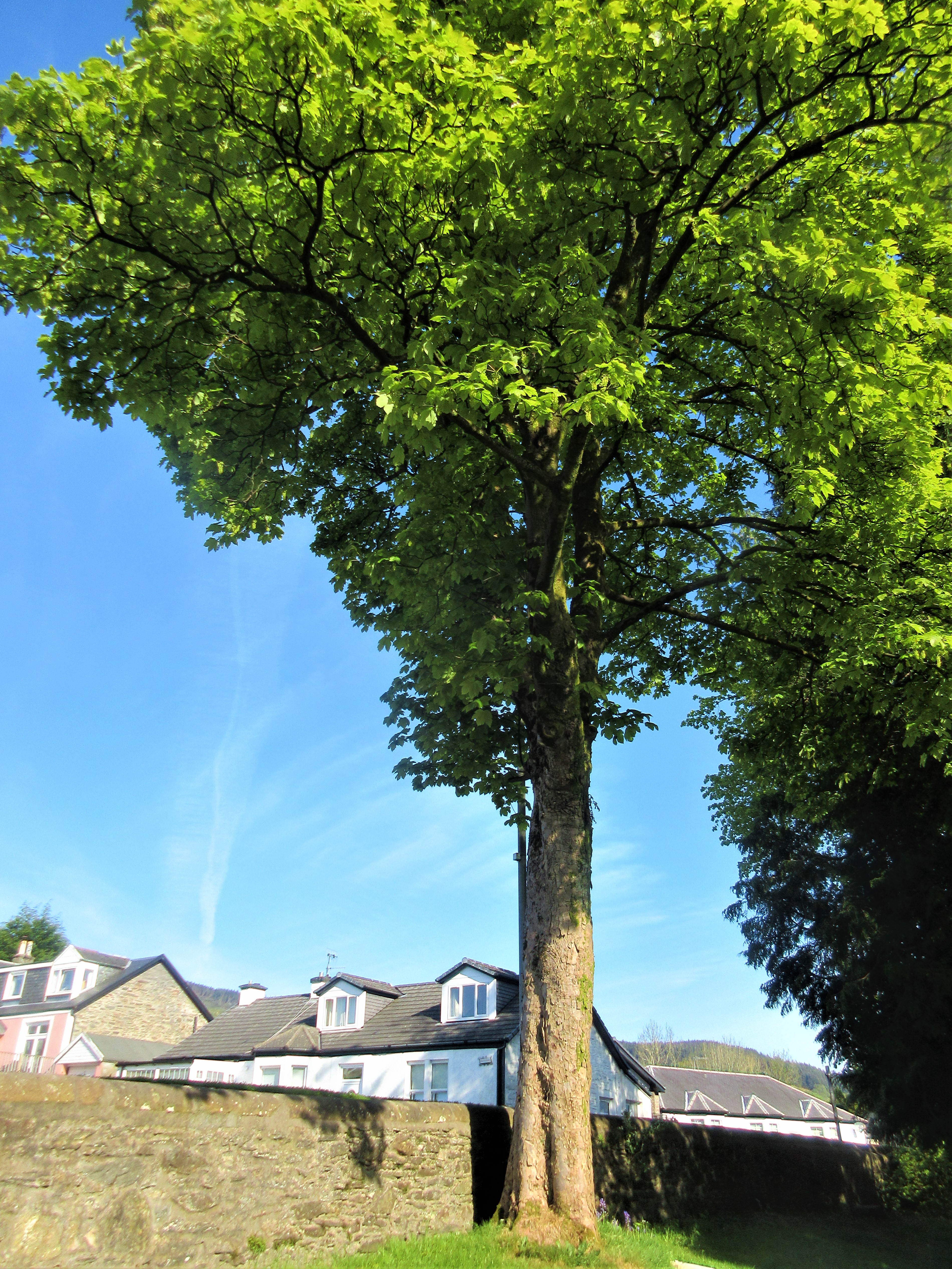 tree for blog on hardship