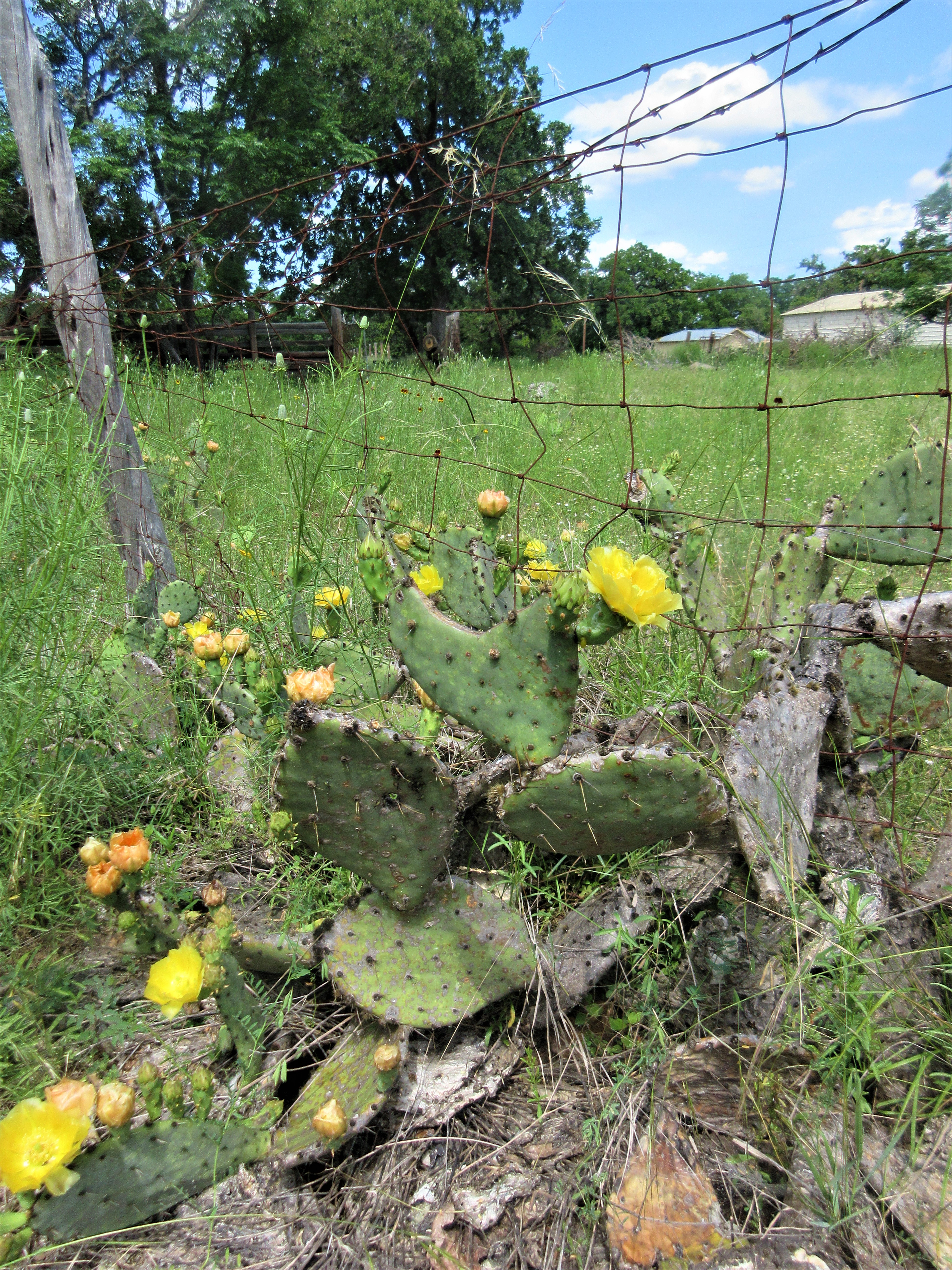 prickly pear bloom heart