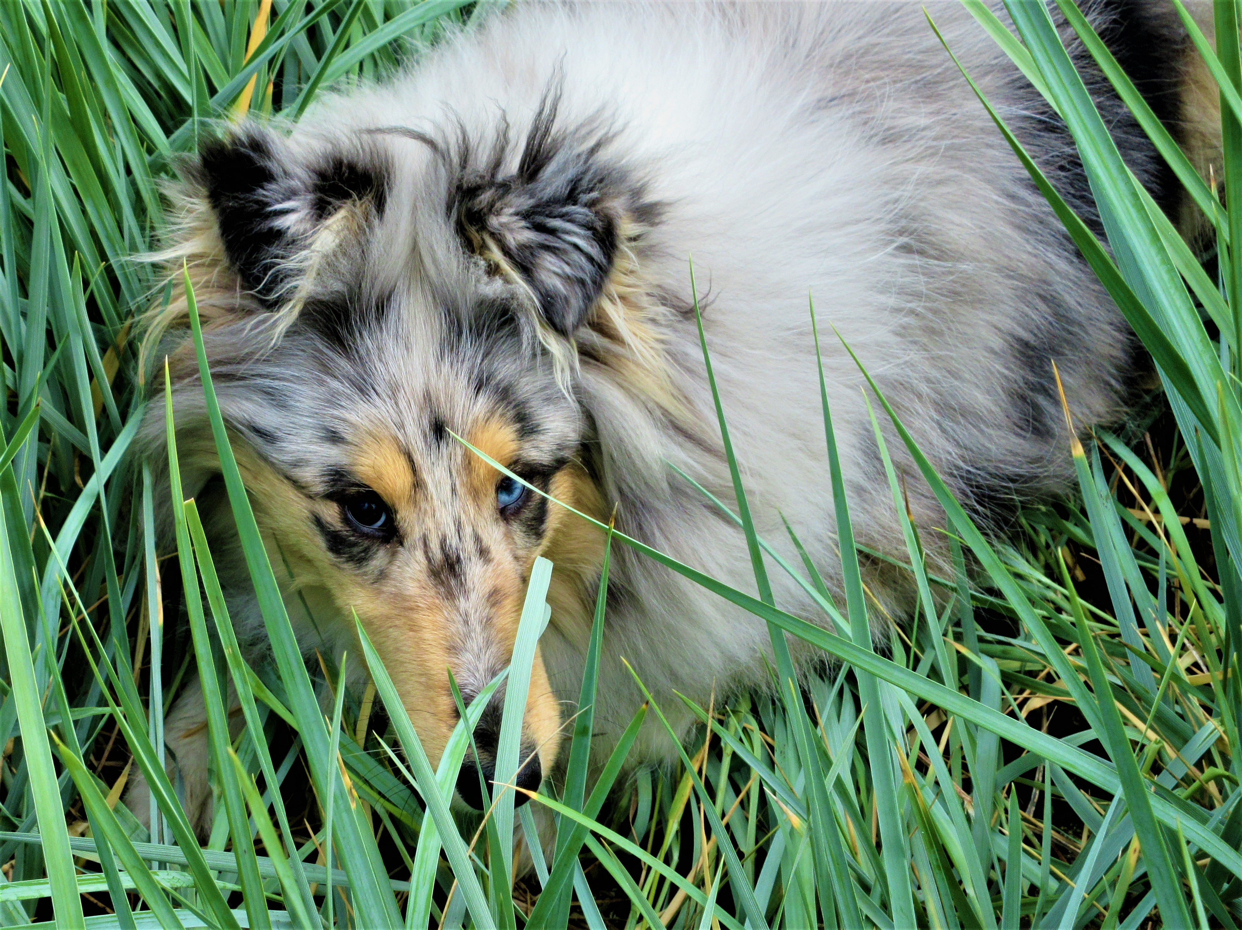 savannah in grass 6 month
