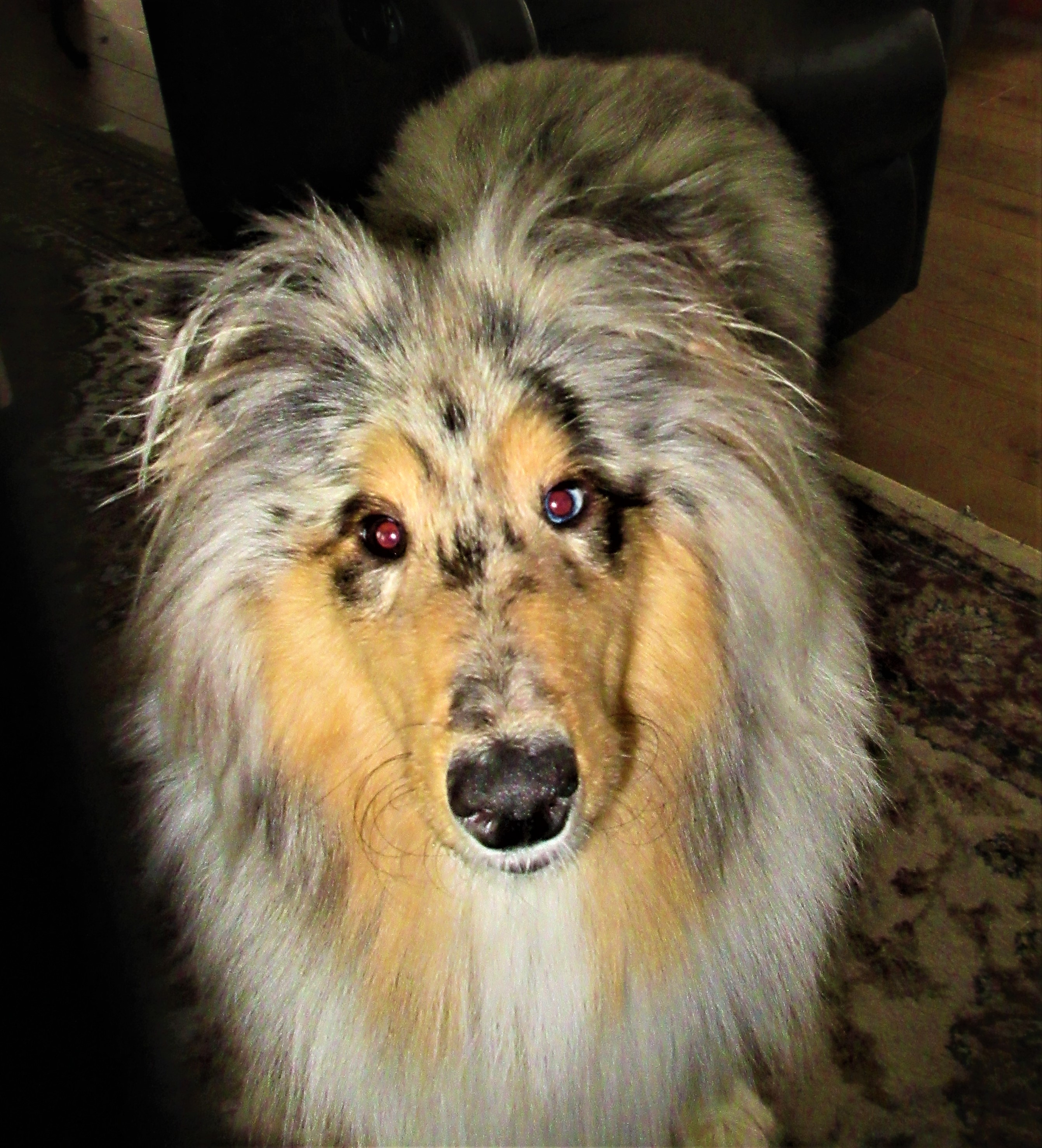 savanna after surgery