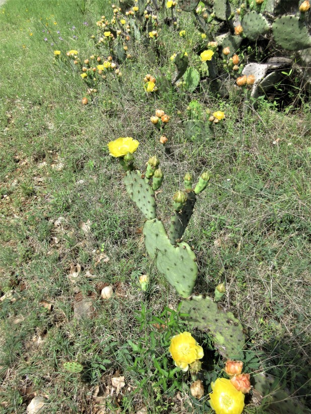 prickly pear bloom and bite out