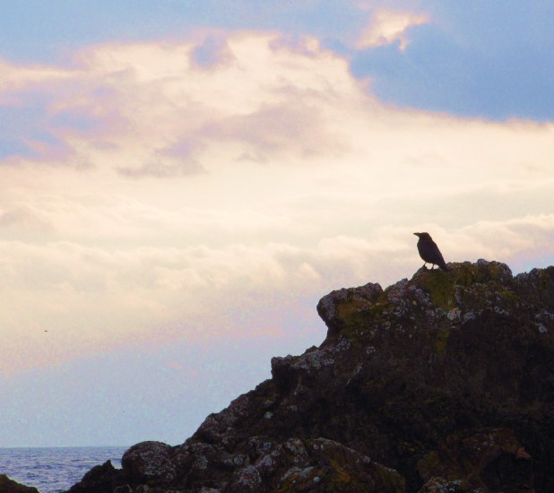 bird on rock alone