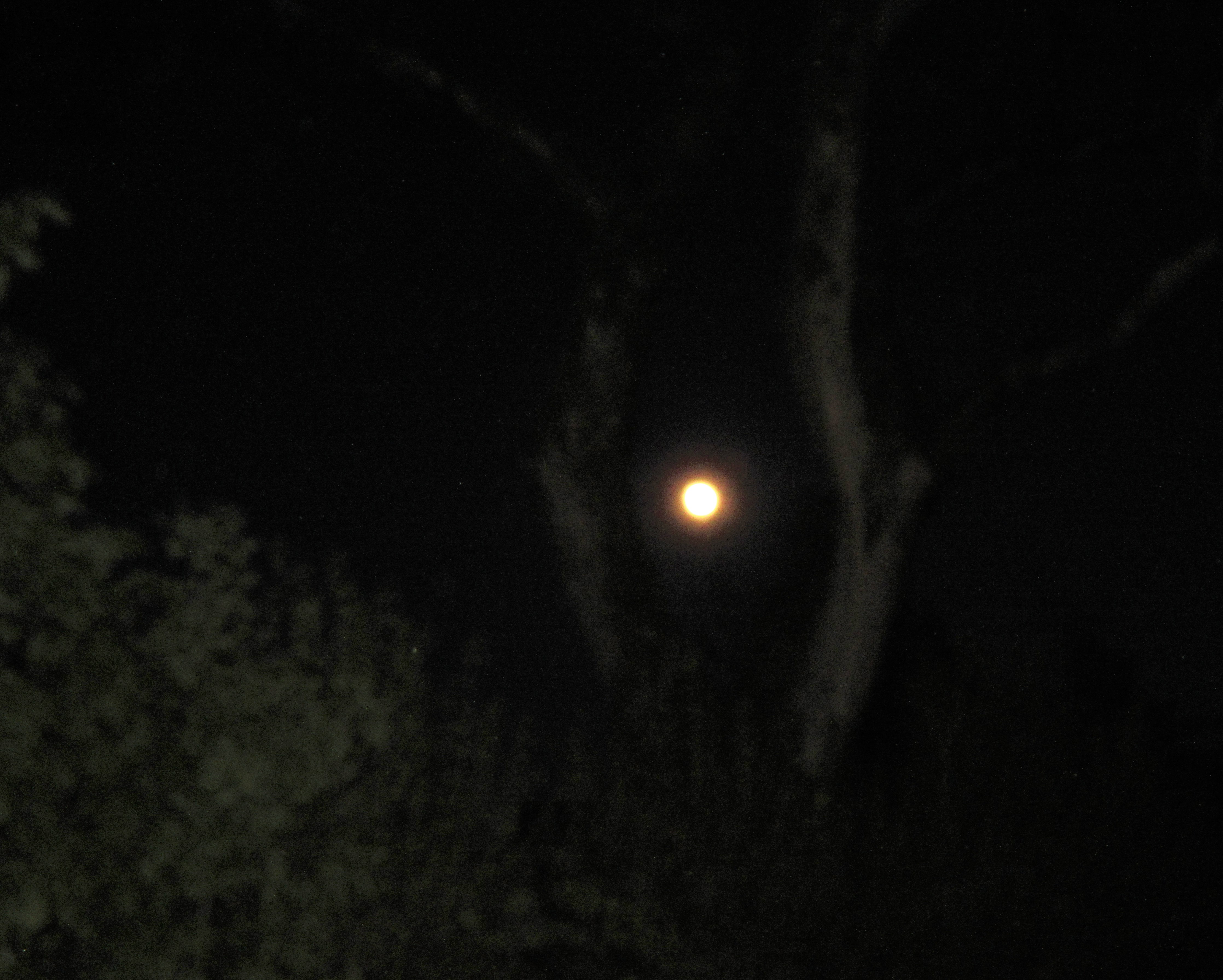 moon in tree distant best