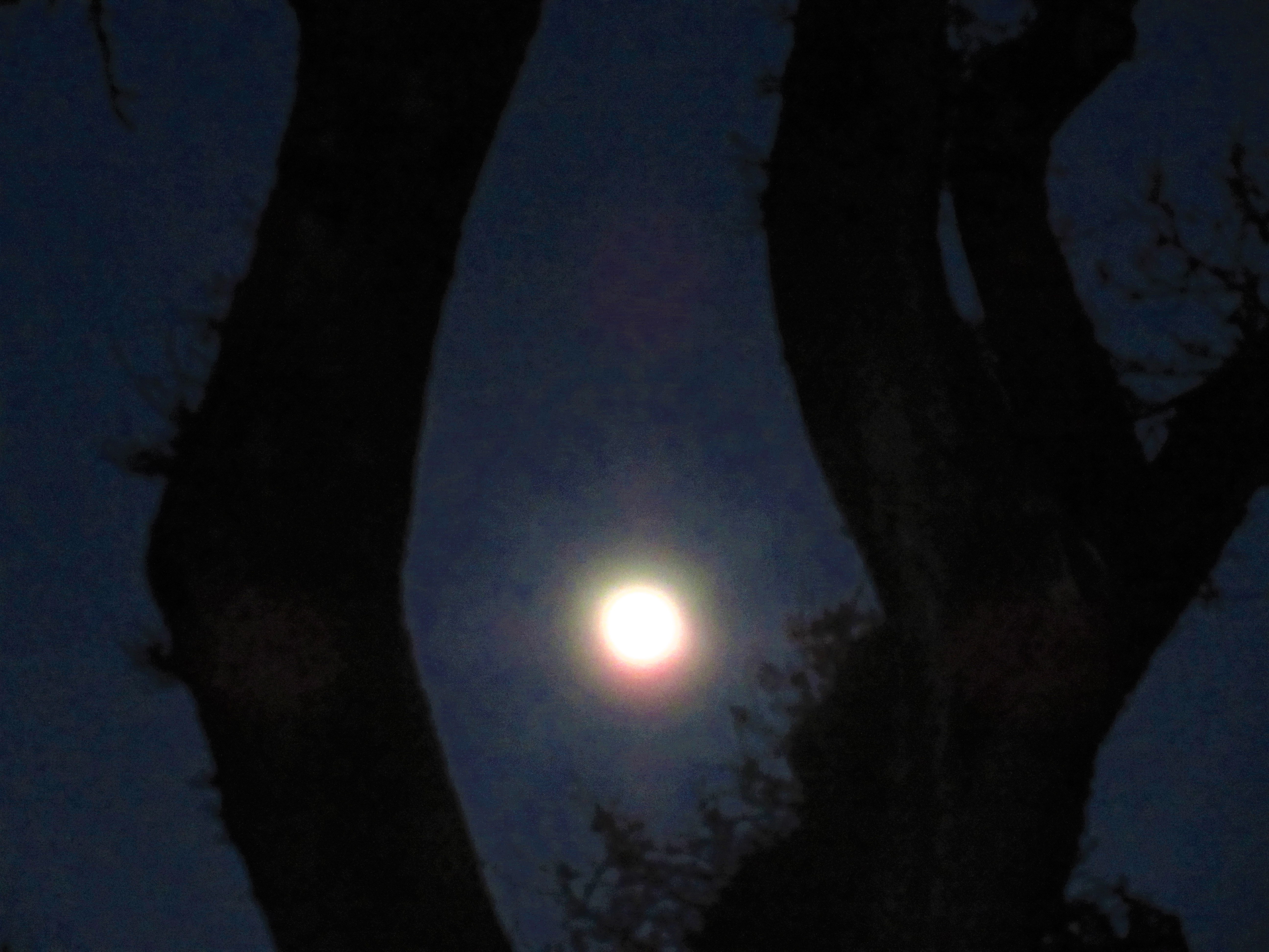 moon tree