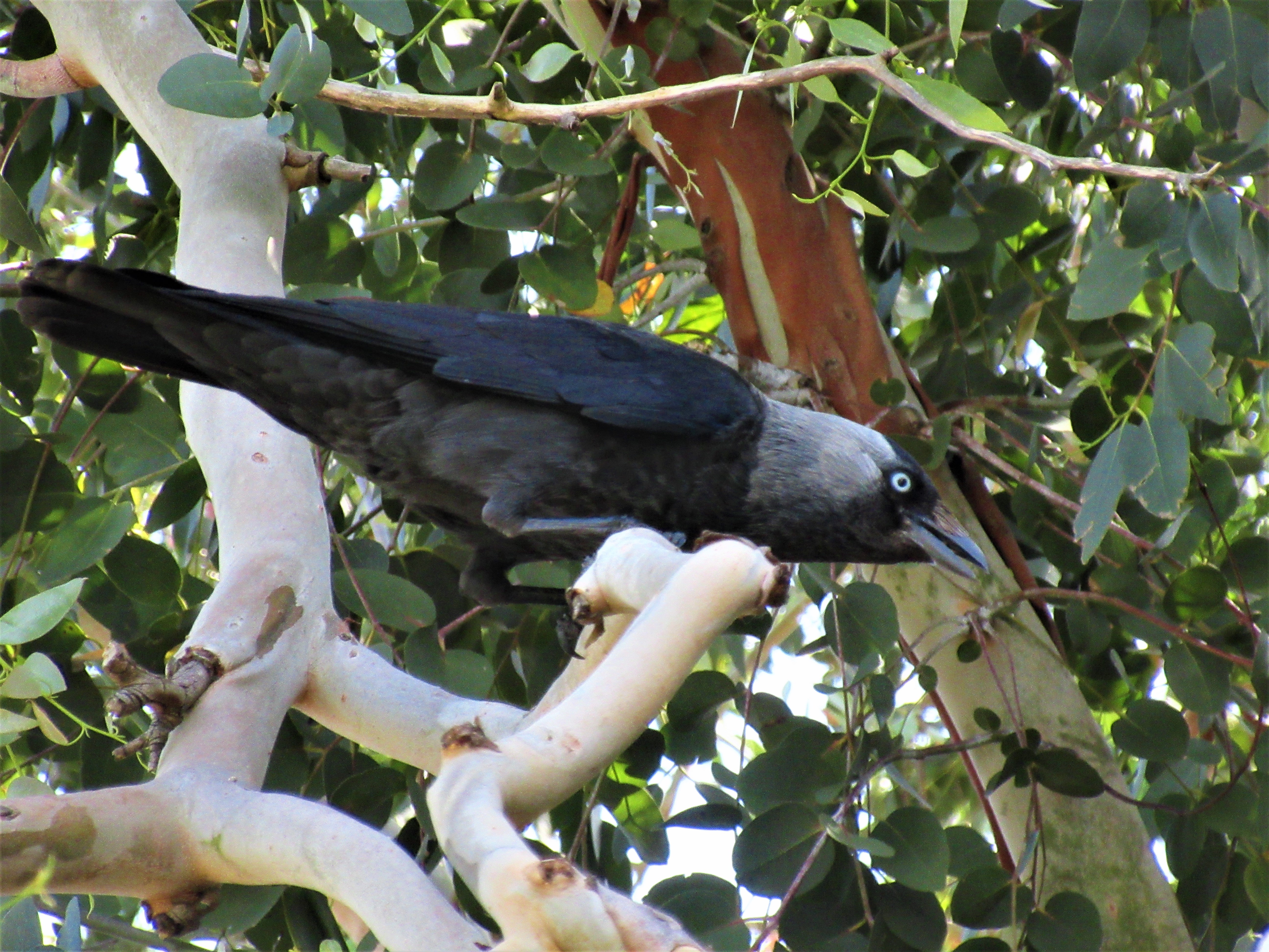 bird hooded crow tree