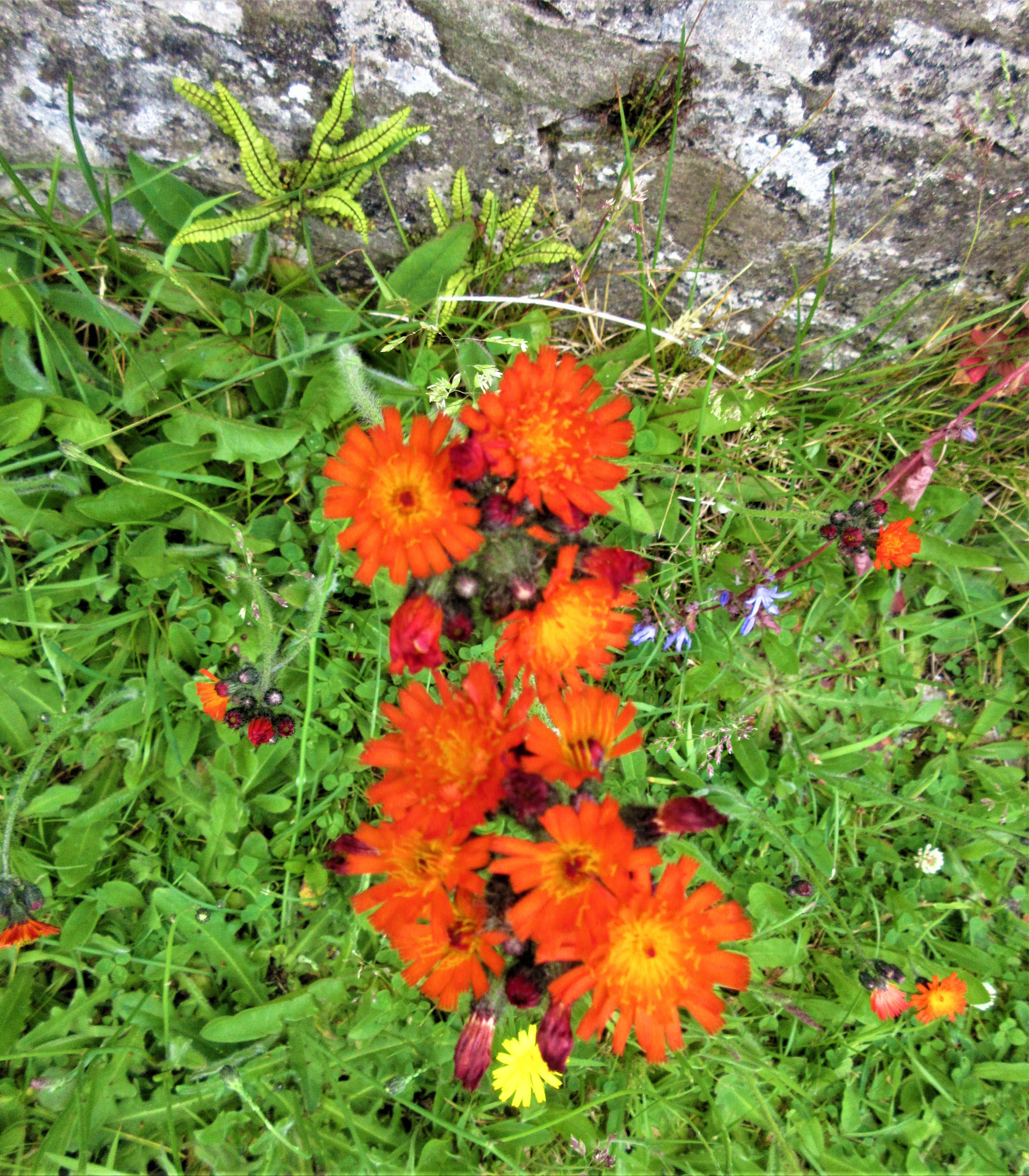 flowers orange yellow weeds