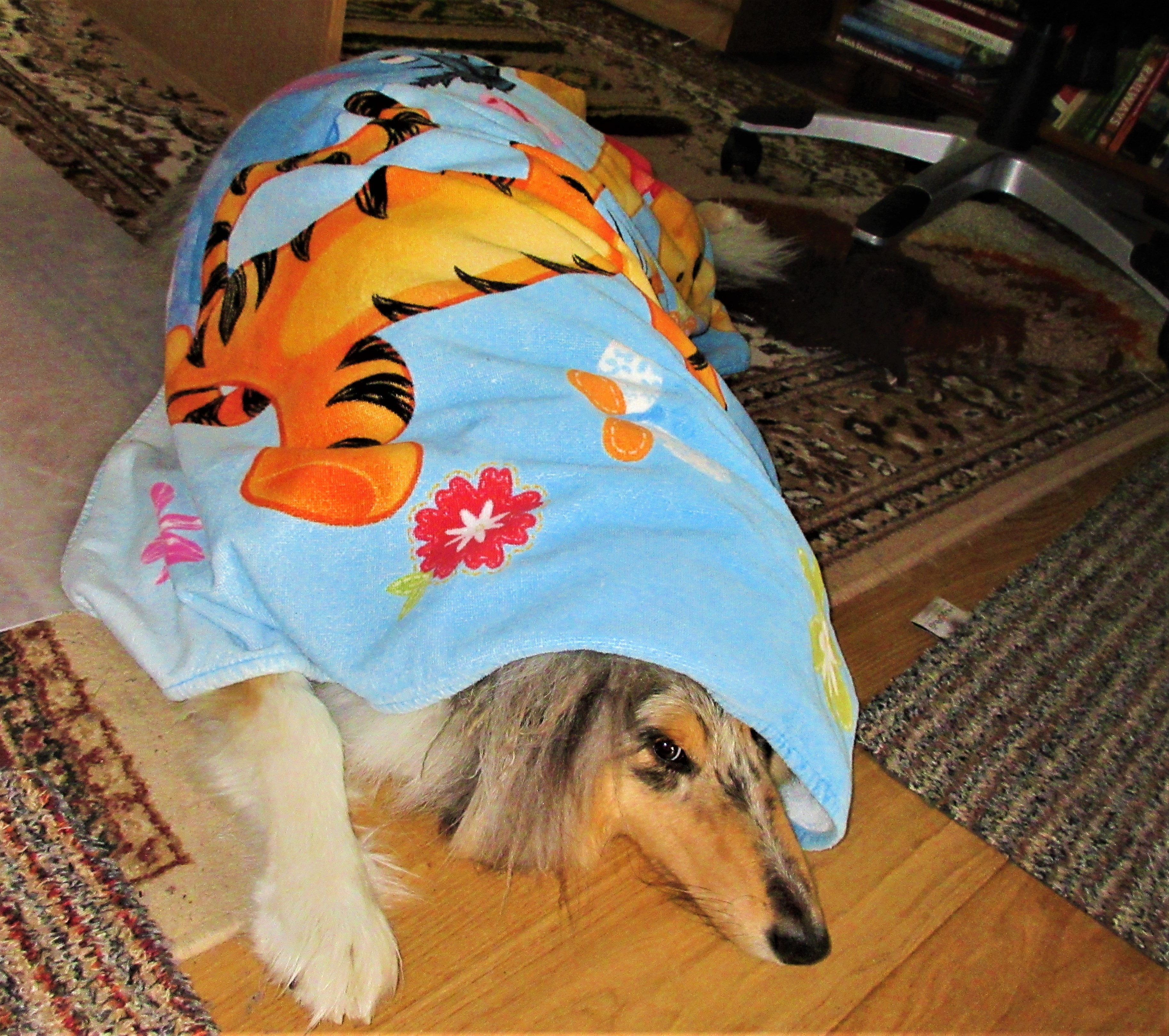 savannah rainy day blues